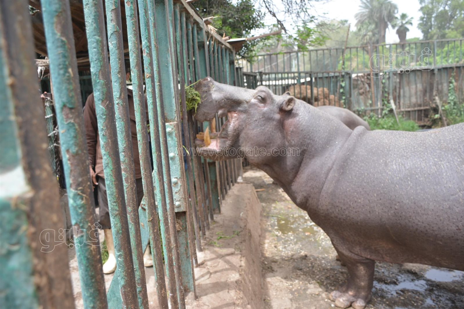 زوار حديقة الحيوان (19)
