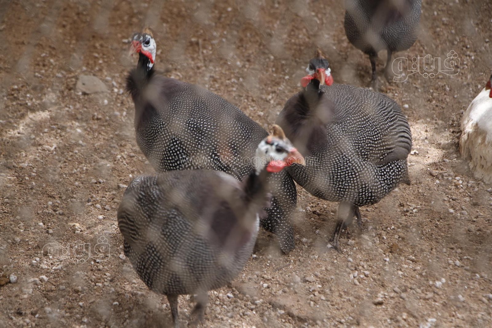 زوار حديقة الحيوان (21)