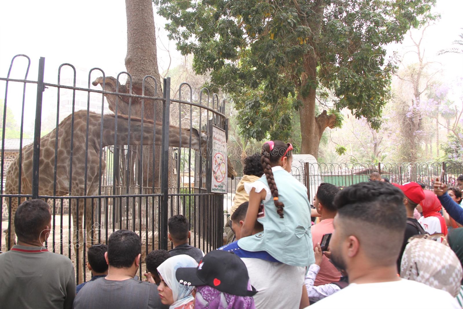 زوار حديقة الحيوان (22)