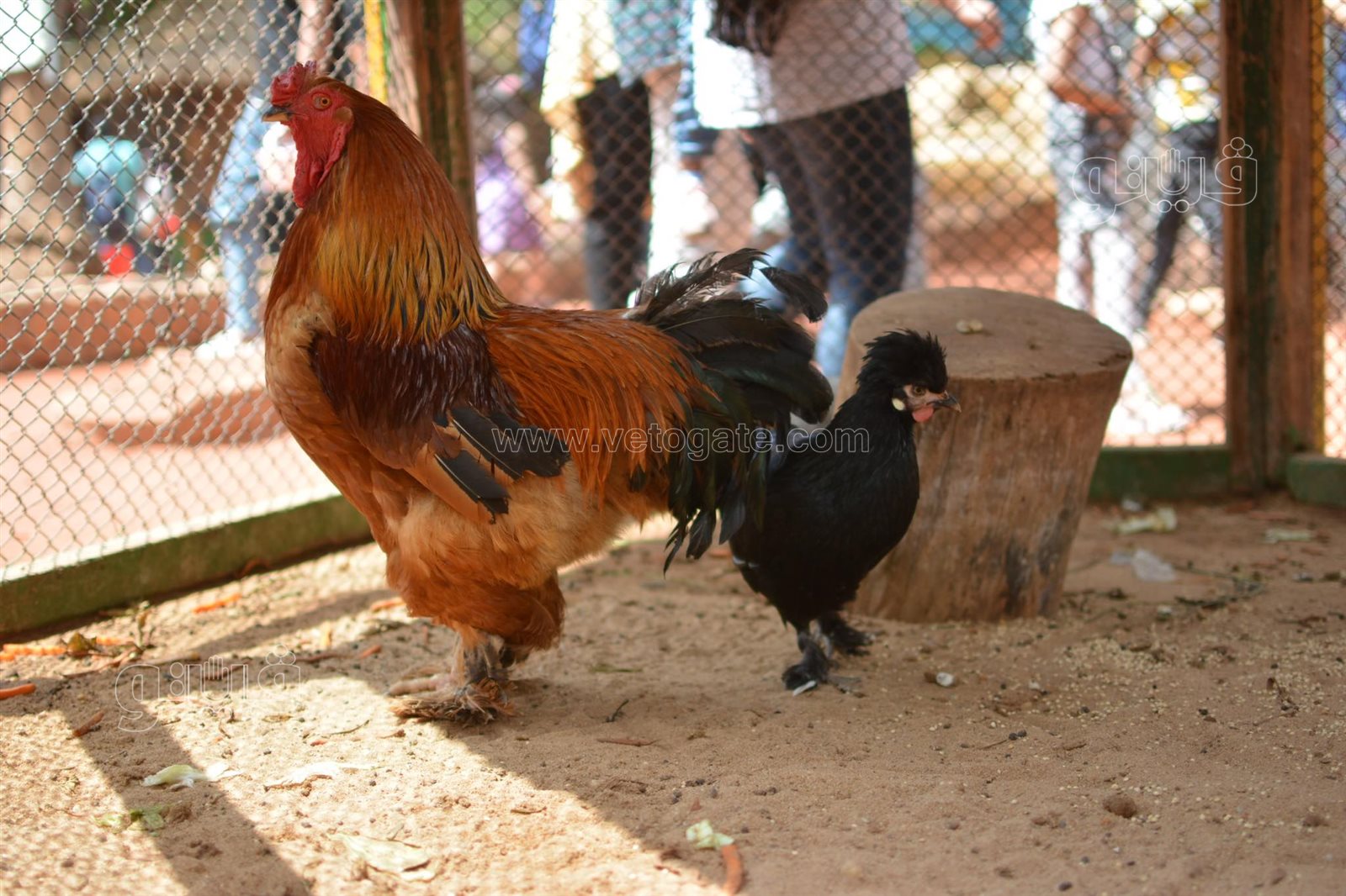 إقبال كثيف على حديقة الحيوان بالجيزة في ثالث أيام عيد الفطر (8)