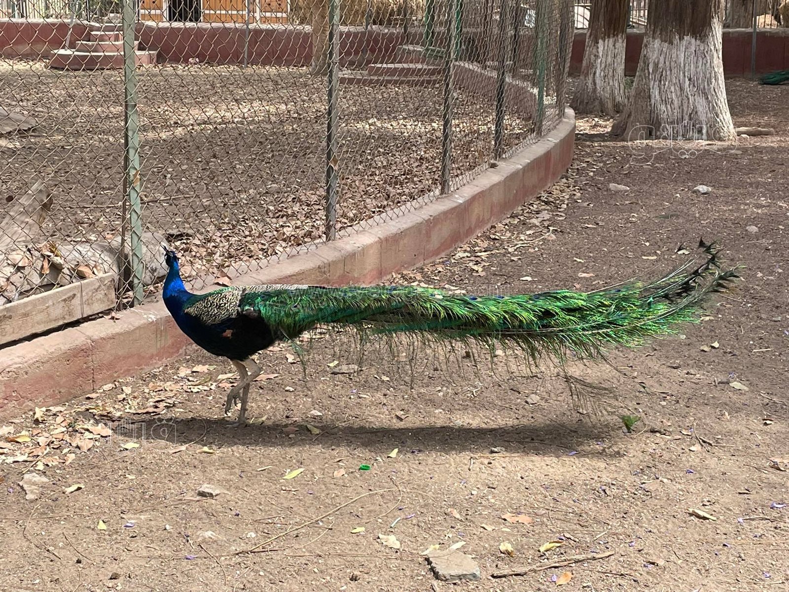 إقبال كثيف على حديقة الحيوان بالجيزة في ثالث أيام عيد الفطر (13)