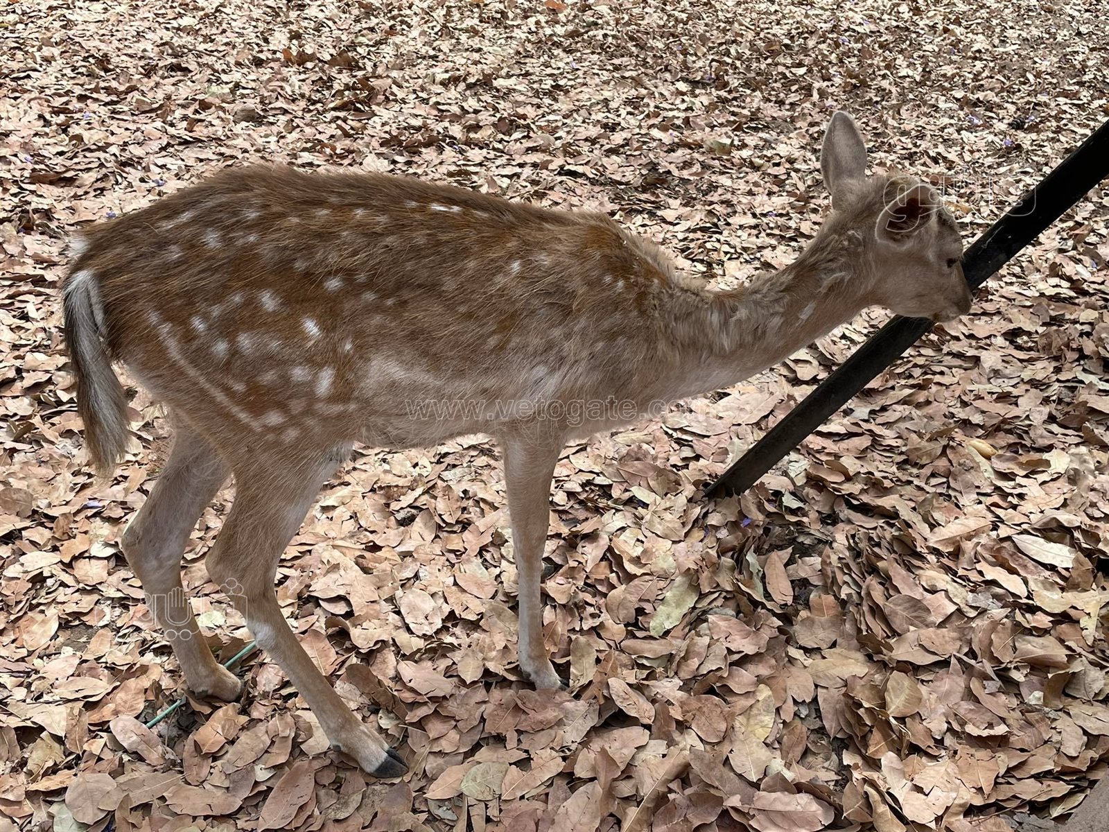 إقبال كثيف على حديقة الحيوان بالجيزة في ثالث أيام عيد الفطر (19)