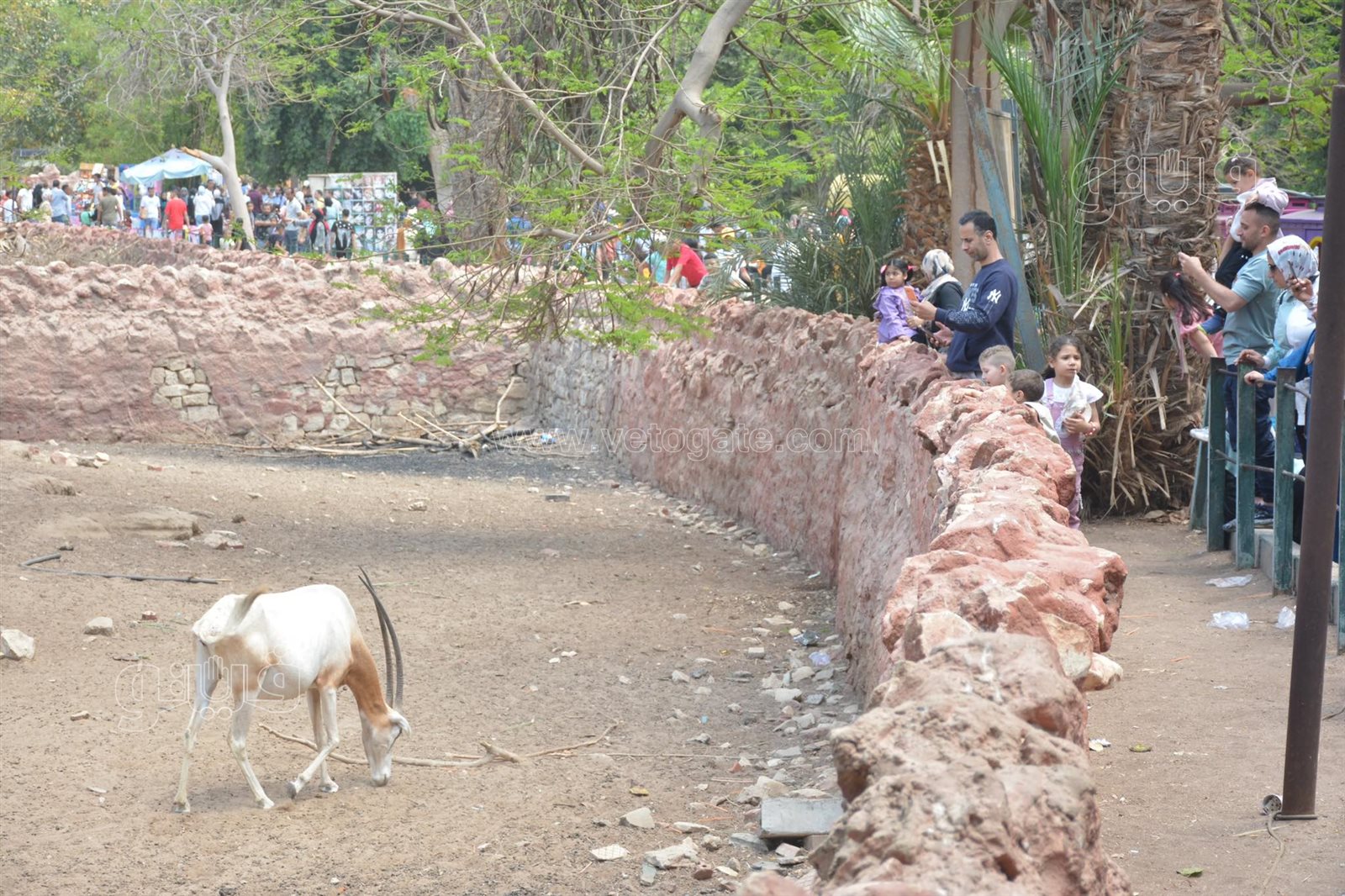 إقبال كبير على حديقة الحيوان (22)