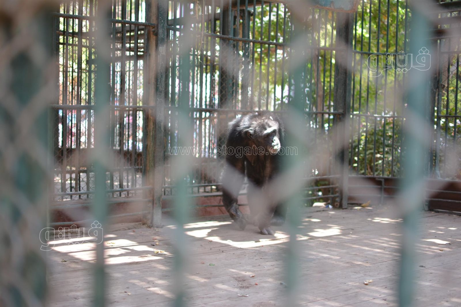 إقبال كبير على حديقة الحيوان (27)