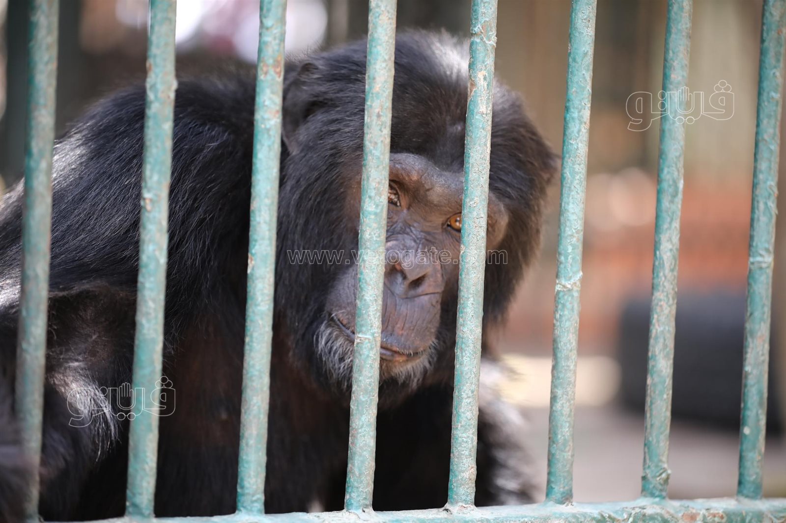 إقبال كبير على حديقة الحيوان (37)