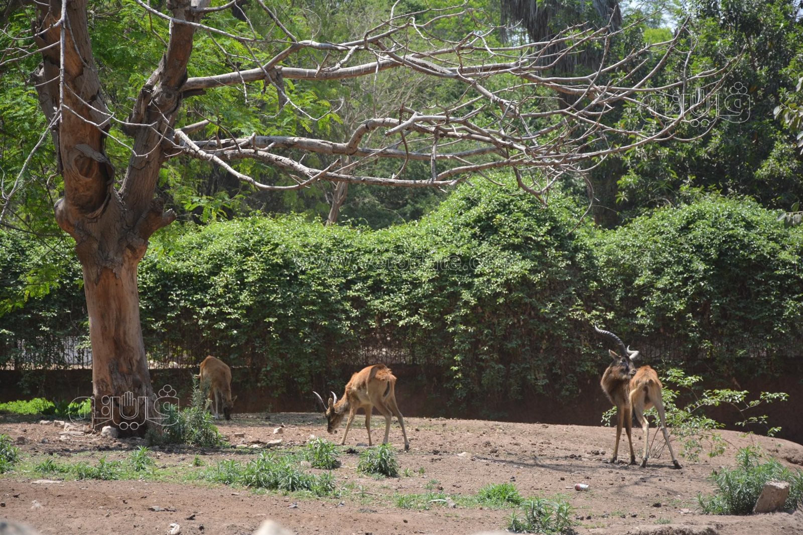 ملاهي حديقة الحيوان (39)