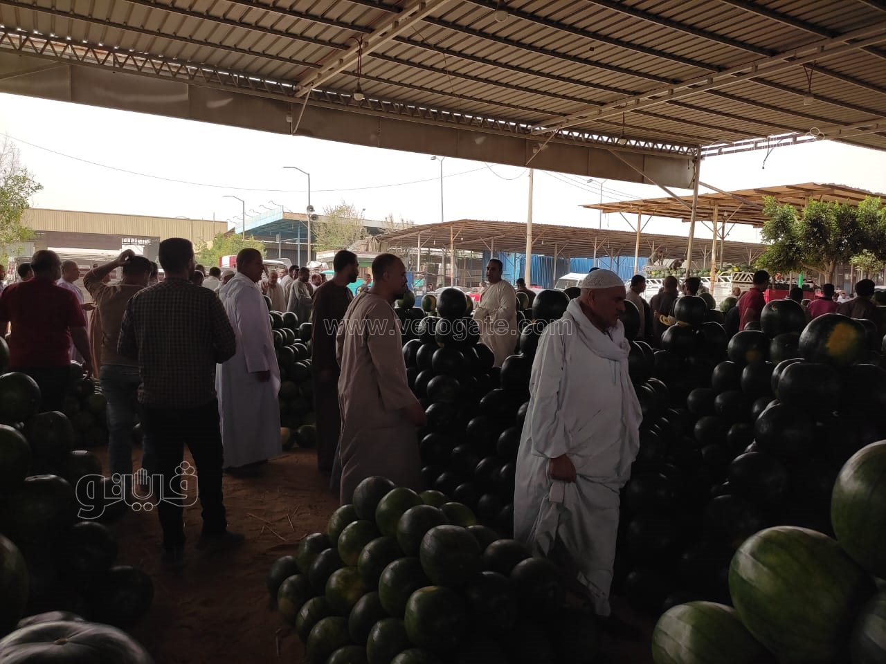 ألا أونا ألا دو ألا تريه..أغرب مزاد في سوق الحمله بأكتوبر (8)