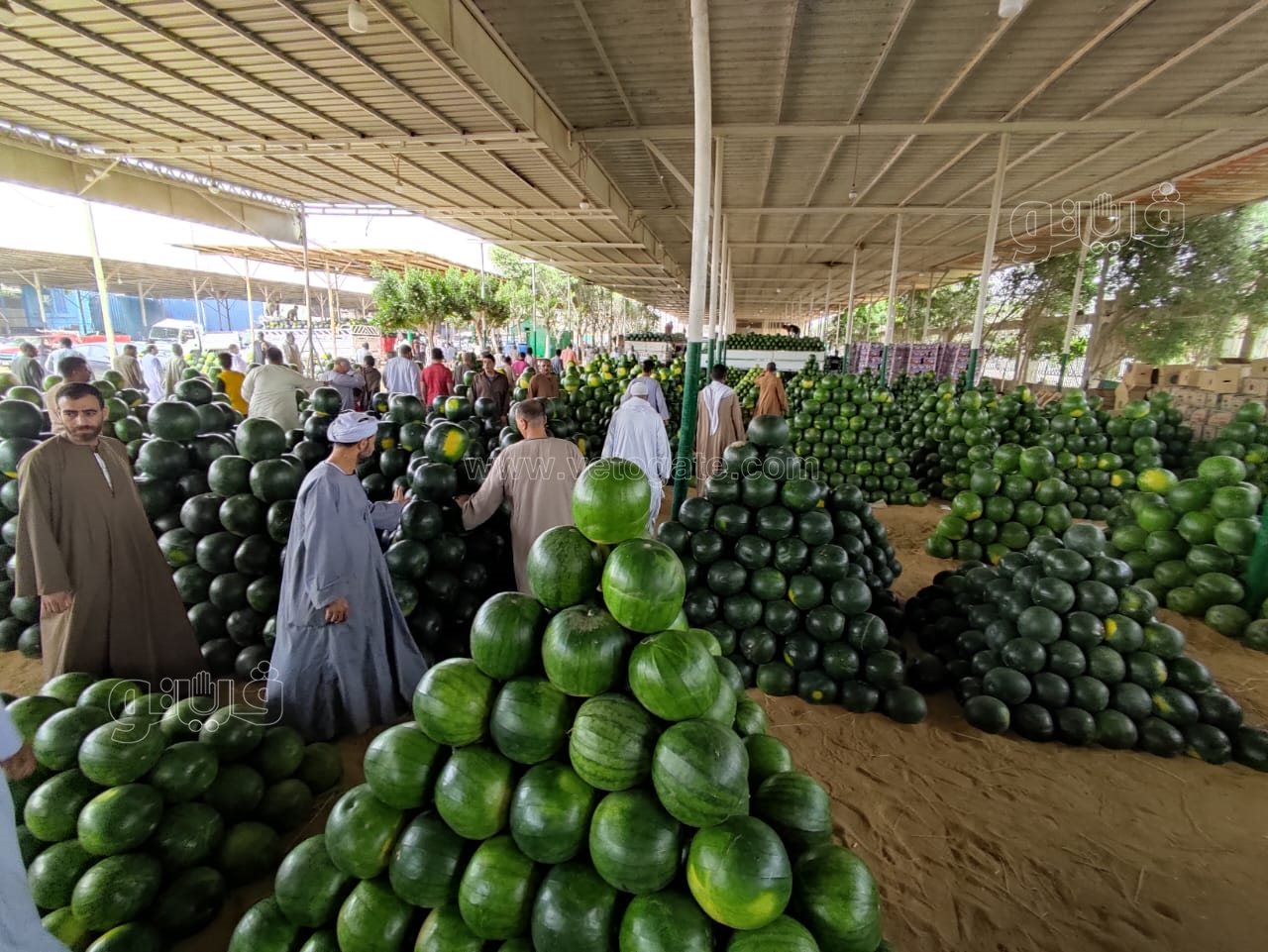 ألا أونا ألا دو ألا تريه..أغرب مزاد في سوق الحمله بأكتوبر (9)