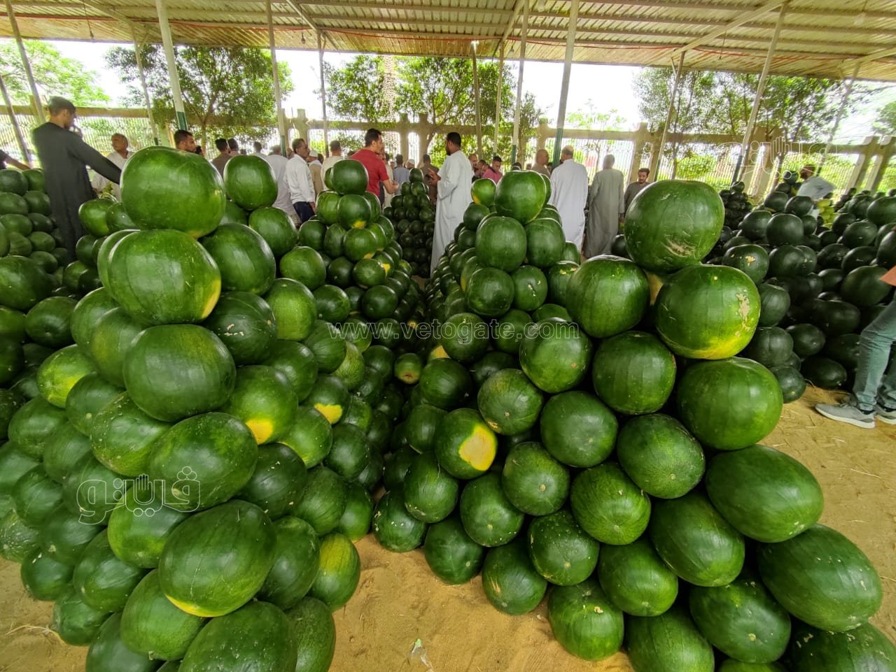 ألا أونا ألا دو ألا تريه..أغرب مزاد في سوق الحمله بأكتوبر (2)