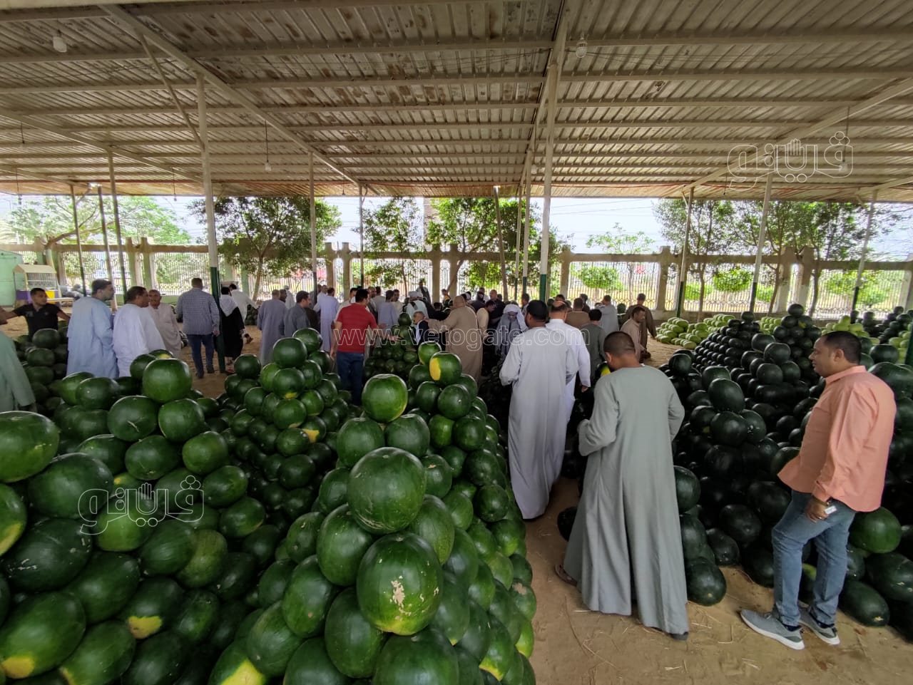 ألا أونا ألا دو ألا تريه..أغرب مزاد في سوق الحمله بأكتوبر (4)