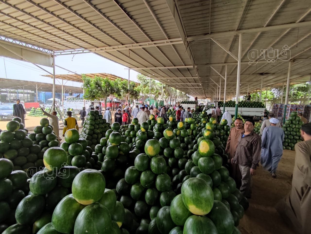 ألا أونا ألا دو ألا تريه..أغرب مزاد في سوق الحمله بأكتوبر (5)