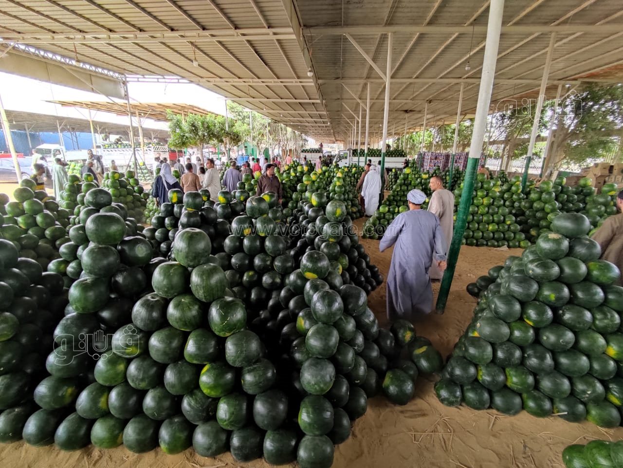 ألا أونا ألا دو ألا تريه..أغرب مزاد في سوق الحمله بأكتوبر (6)