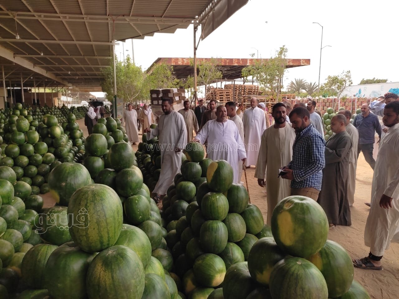 ألا أونا ألا دو ألا تريه..أغرب مزاد في سوق الحمله بأكتوبر (15)