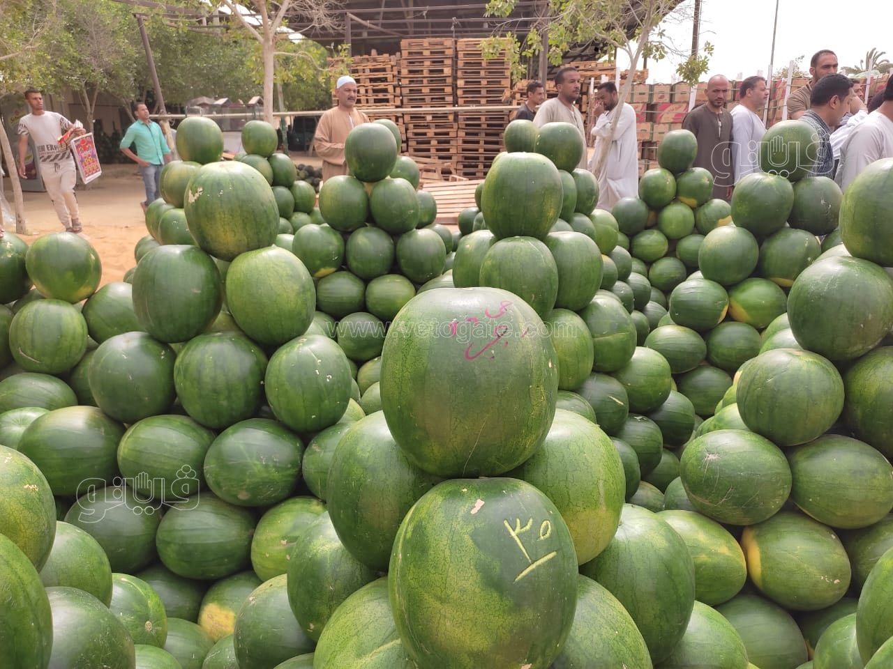 ألا أونا ألا دو ألا تريه..أغرب مزاد في سوق الحمله بأكتوبر (16)