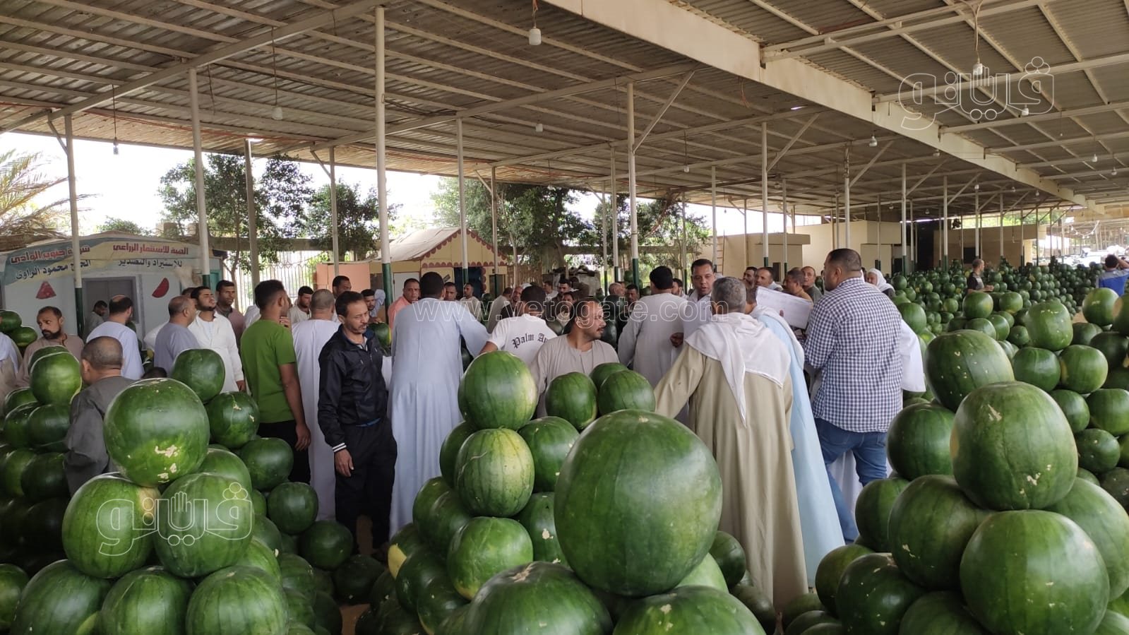 ألا أونا ألا دو ألا تريه..أغرب مزاد في سوق الحمله بأكتوبر (17)