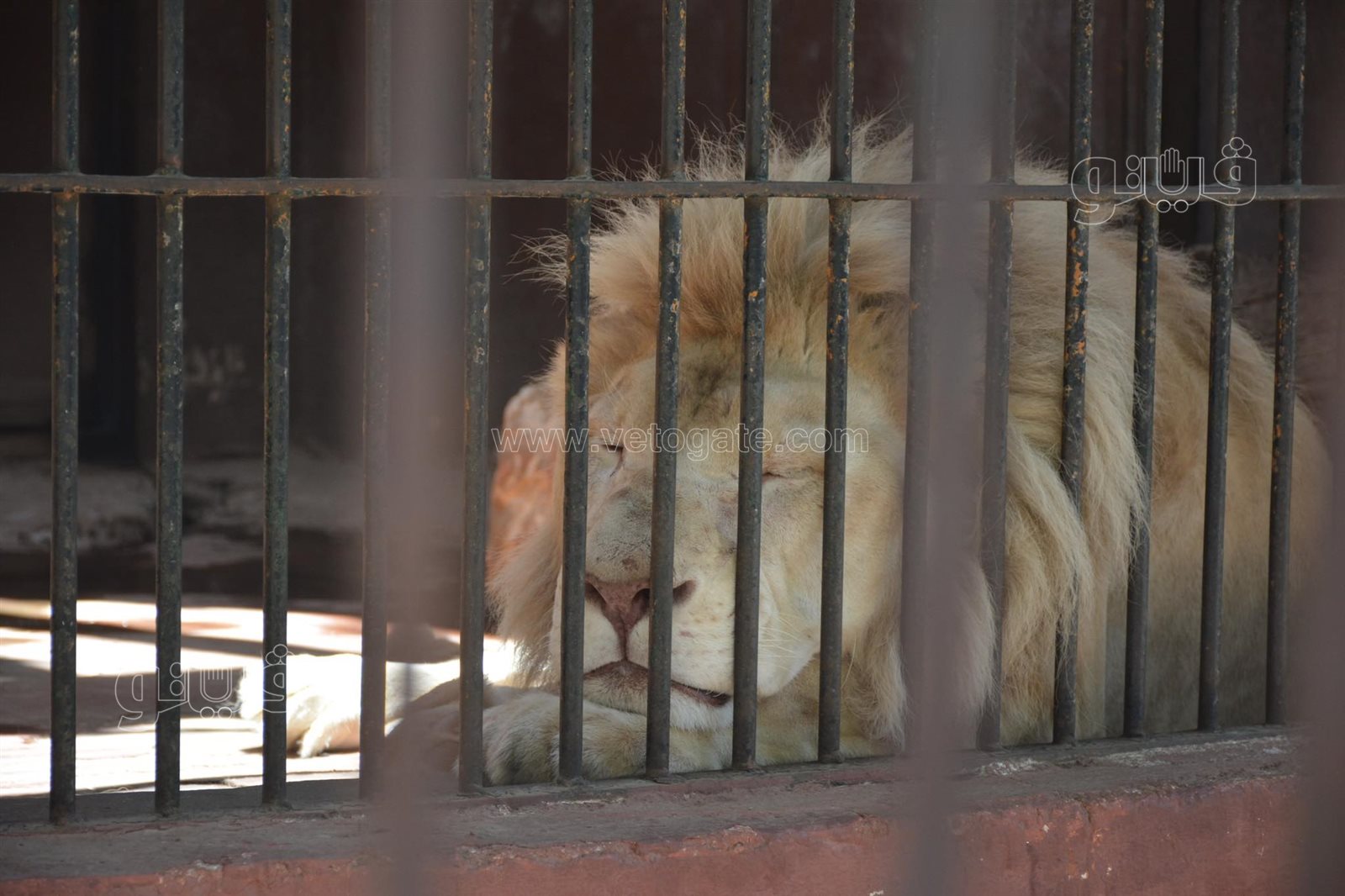 حديقة الحيوان أبرز مزارات المواطنين للاحتفال بالعيد (28)