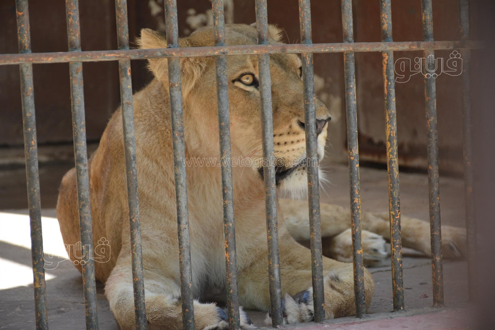 حديقة الحيوان أبرز مزارات المواطنين للاحتفال بالعيد (30)
