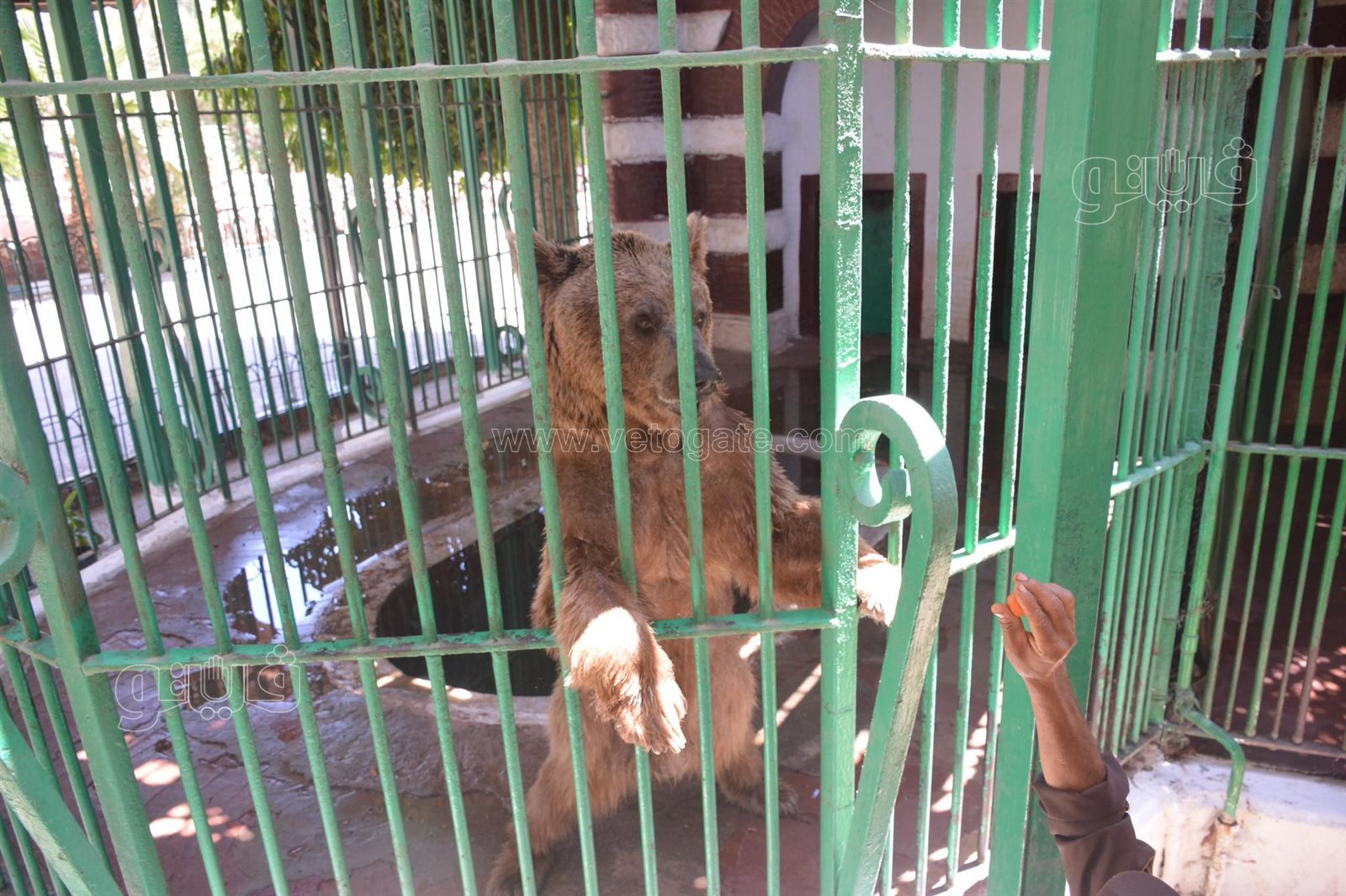 حديقة الحيوان أبرز مزارات المواطنين للاحتفال بالعيد (36)