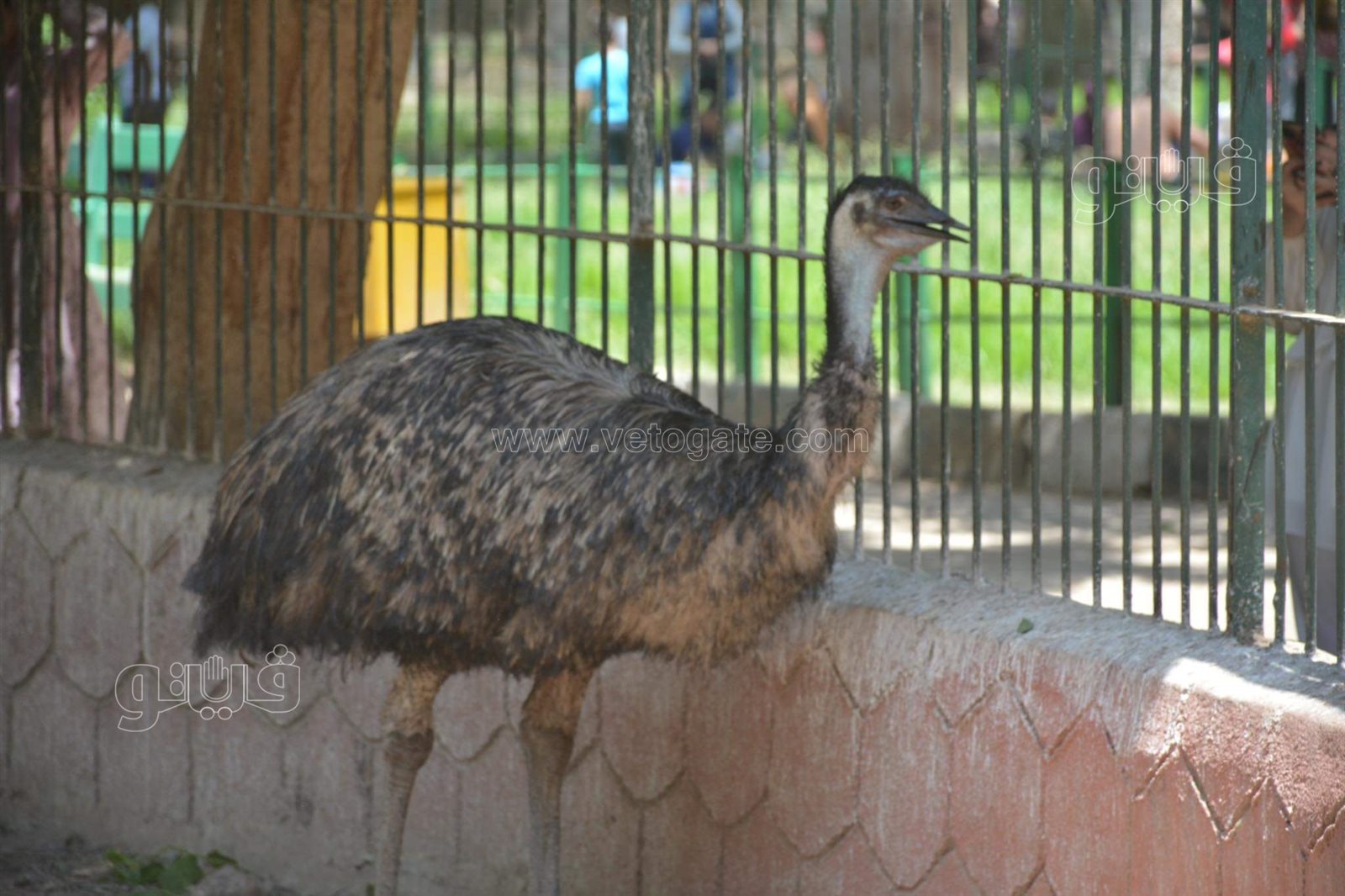 حديقة الحيوان (2)