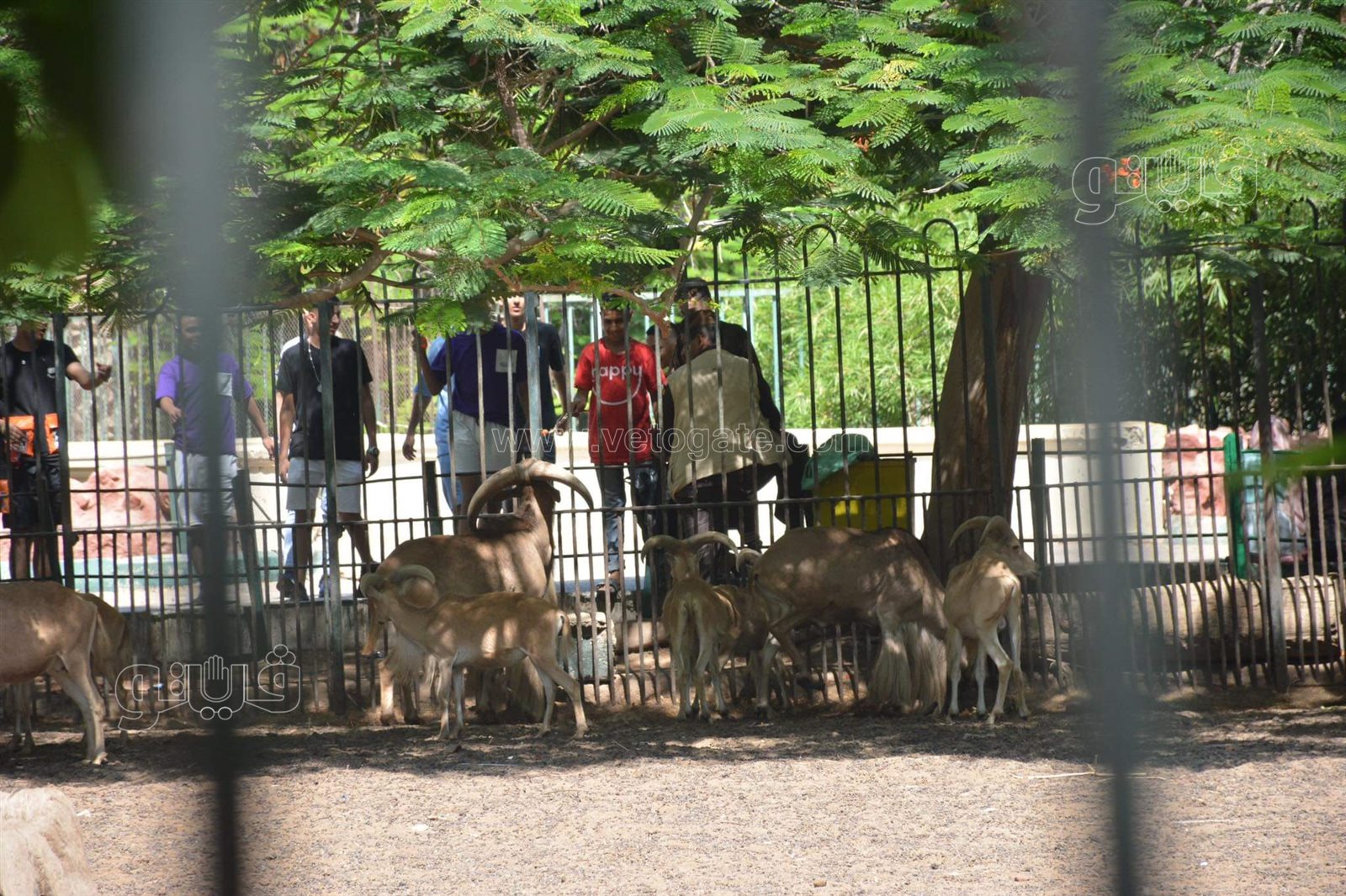 حديقة الحيوان (24)