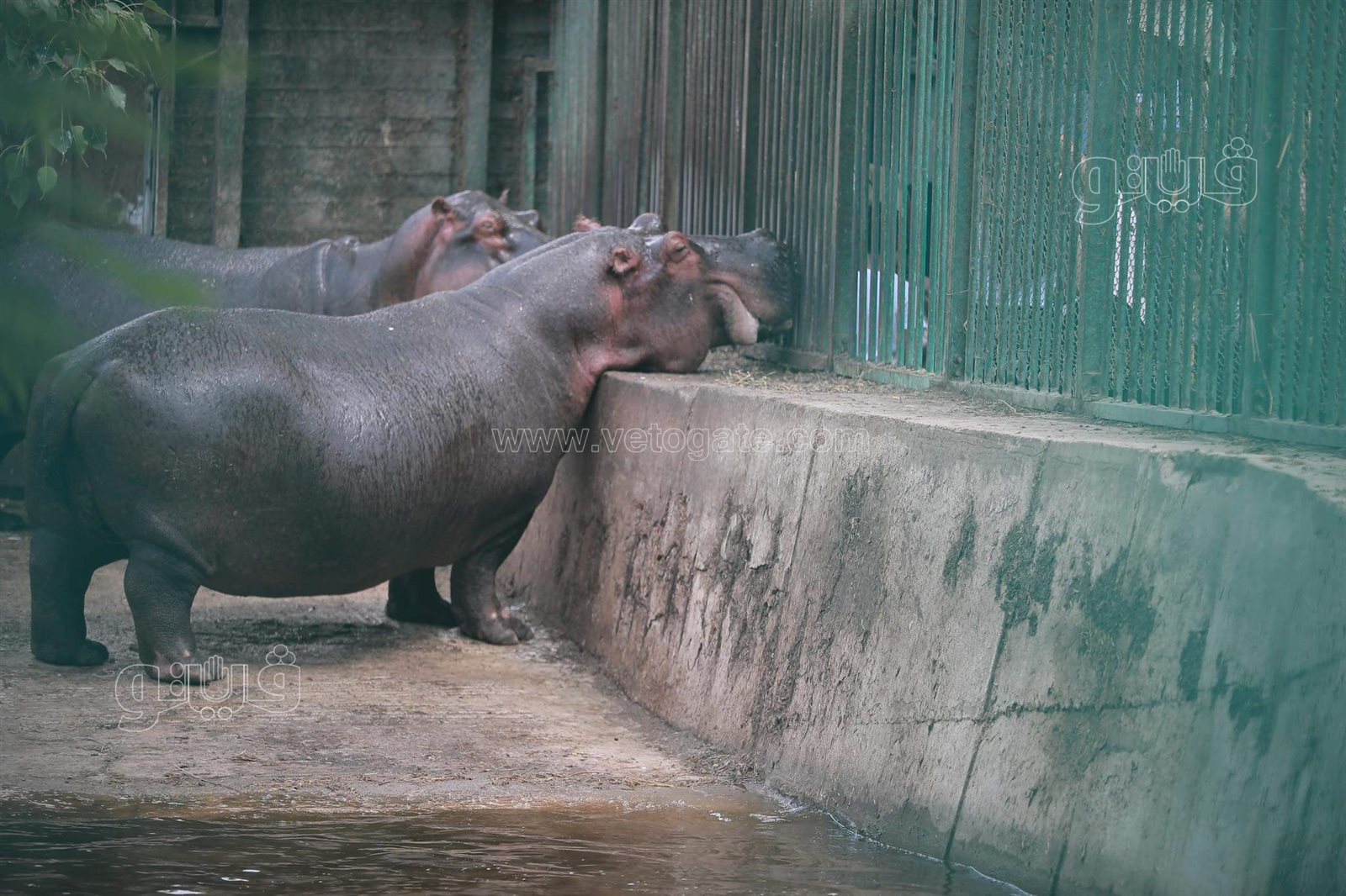 حديقة الحيوان (34)