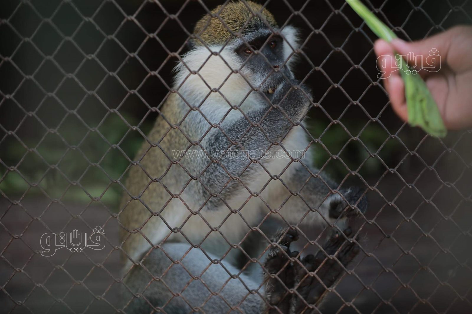 وسط أنغام الدي چي وتلوين وشوش الاطفال.. إقبال على حديقة الحيوان في ثالث ايام الاضحى (17)