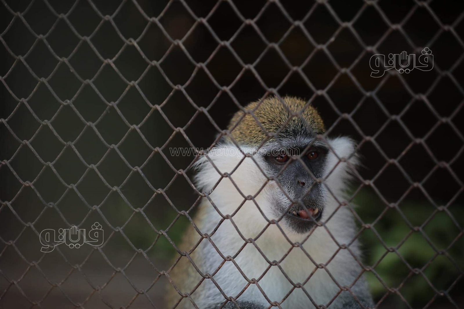 وسط أنغام الدي چي وتلوين وشوش الاطفال.. إقبال على حديقة الحيوان في ثالث ايام الاضحى (20)
