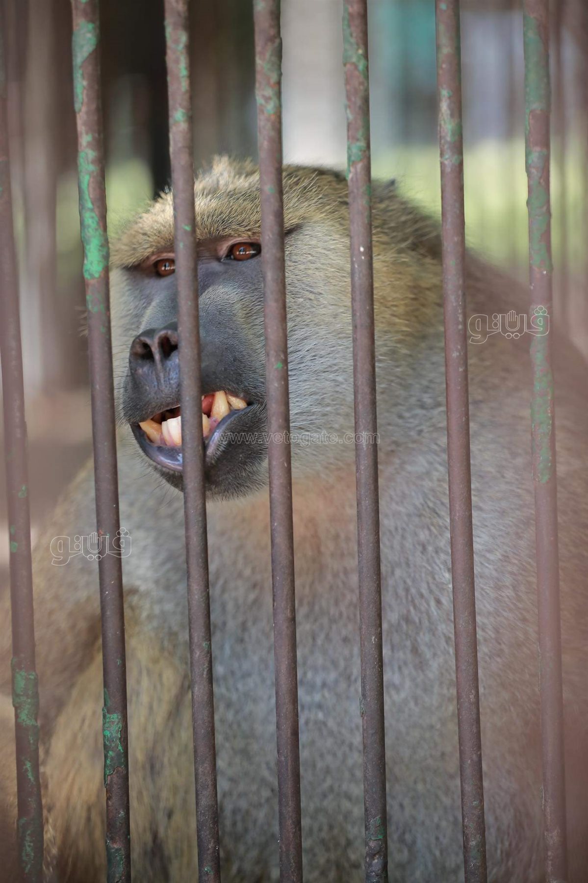 وسط أنغام الدي چي وتلوين وشوش الاطفال.. إقبال على حديقة الحيوان في ثالث ايام الاضحى (21)