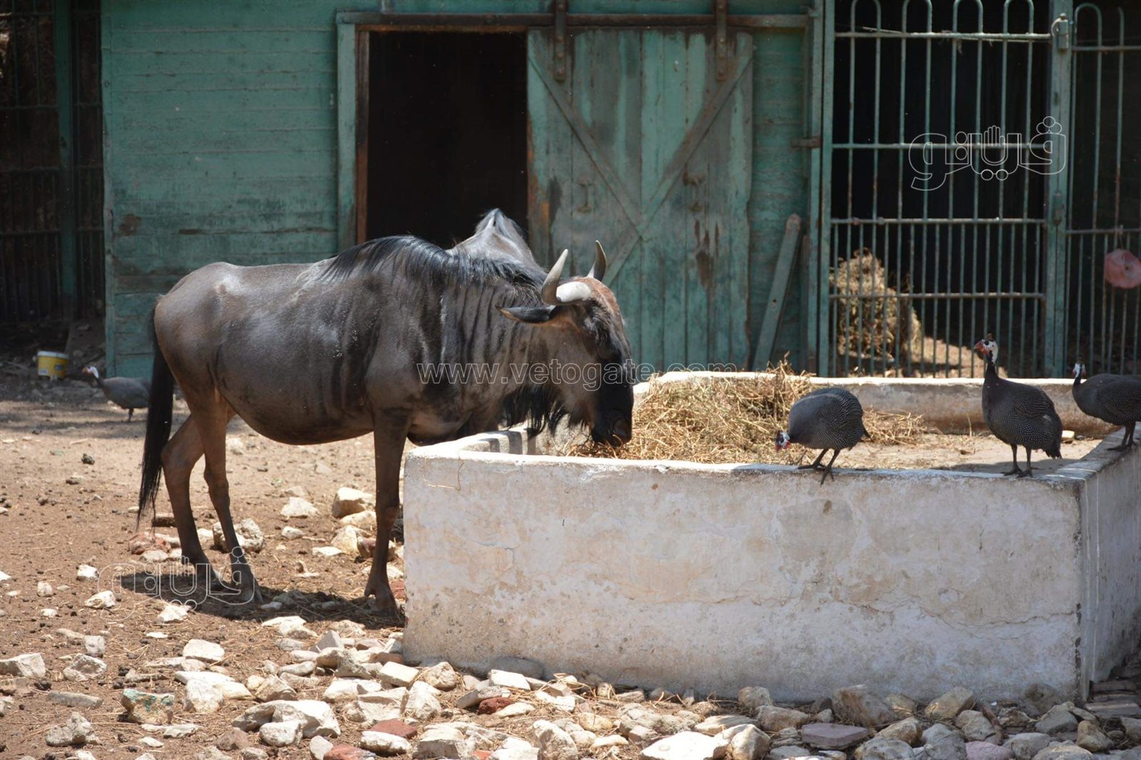 وسط أنغام الدي چي وتلوين وشوش الاطفال.. إقبال على حديقة الحيوان في ثالث ايام الاضحى (29)