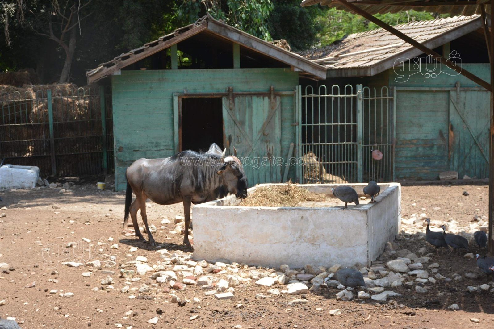 وسط أنغام الدي چي وتلوين وشوش الاطفال.. إقبال على حديقة الحيوان في ثالث ايام الاضحى (34)