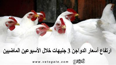 غرفة القاهرة التجارية: ارتفاع أسعار الدواجن 3 جنيهات خلال الأسبوعين الماضيين