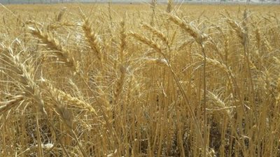 صناعة التنمية من قلب الجفاف.. مشروع وادي حوضين حول شلاتين من الاعتماد على الرعي والأمطار إلى  الإنتاج والتصنيع الزراعي