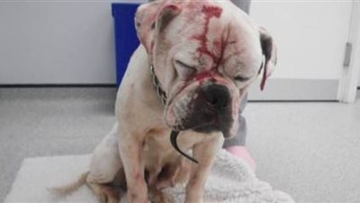 رجل يعذب كلبه بالضرب المبرح والمنظفات المنزلية| فيديو