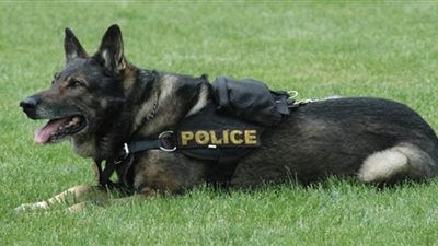 قناصة وكلاب بوليسية.. أبرز الاستعدادات الأمنية قبل مؤتمر برلين