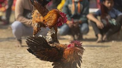 ديك يقتل شخصا في مصارعة