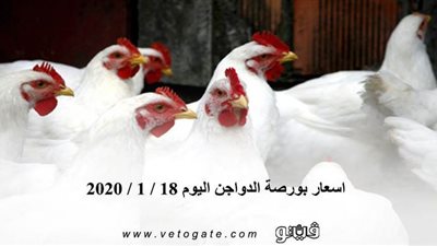 اسعار بورصة الدواجن اليوم 18 / 1 / 2020