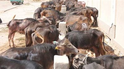 برلماني يطالب بمواجهة انتشار الأعلاف المغشوشة في الأسواق