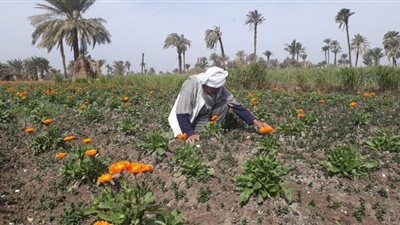 نصف مليون طن إنتاج مصر من النباتات الطبية والعطرية..والفيوم في المركز الأول بـ20% من الإنتاج