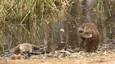حيوان «كوالا» يبكي علي صديقة الميت في أستراليا| صور