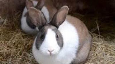 تفسير حلم الارنب للرجل والمتزوجة والعزباء في المنام