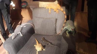 زواحف وثعابين في إستوديو برنامج عمرو الليثي (فيديو)