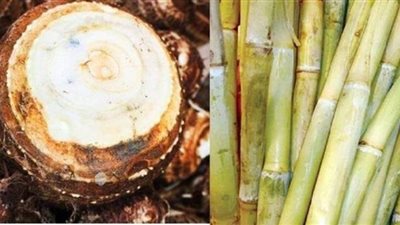 من مادة سامة إلى مغذية.. لماذا يشتهر عيد الغطاس بالقصب والقلقاس