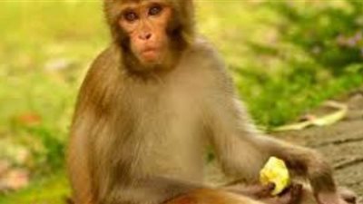 تفسير حلم رؤية القرد للرجل والمتزوجة والعزباء في المنام