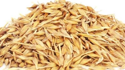 يمنع سرطان الثدي.. فوائد الشوفان المذهلة للجسم