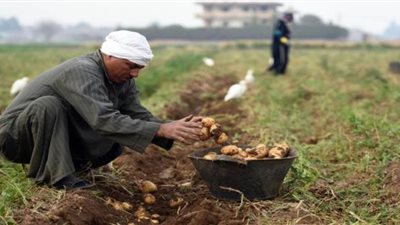البطاطس تدخل نفقا مظلما.. ومخاوف من انهيار مرتقب للأسعار