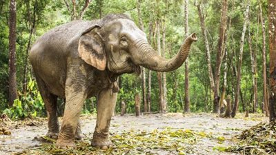 زوج من الفيلة يتجول في شوارع مدينة روسية لاعبا بالثلوج | فيديو