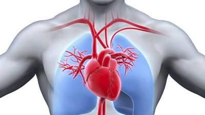 تعرف على المنتج الأكثر فائدة لصحة القلب