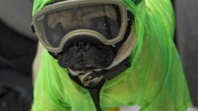 بسبب كورونا.. الكلب هارلي يشرف على علاج الأطباء والمرضى نفسيا