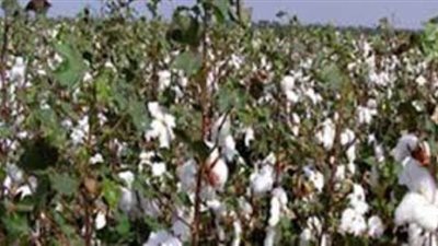 خالد مشهور يطالب بوضع سعر عادل لتوريد القطن