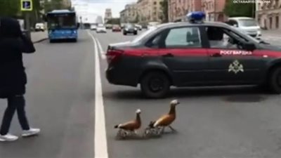الحرس الروسي يحظر المرور وسط موسكو من أجل عائلة البط | فيديو